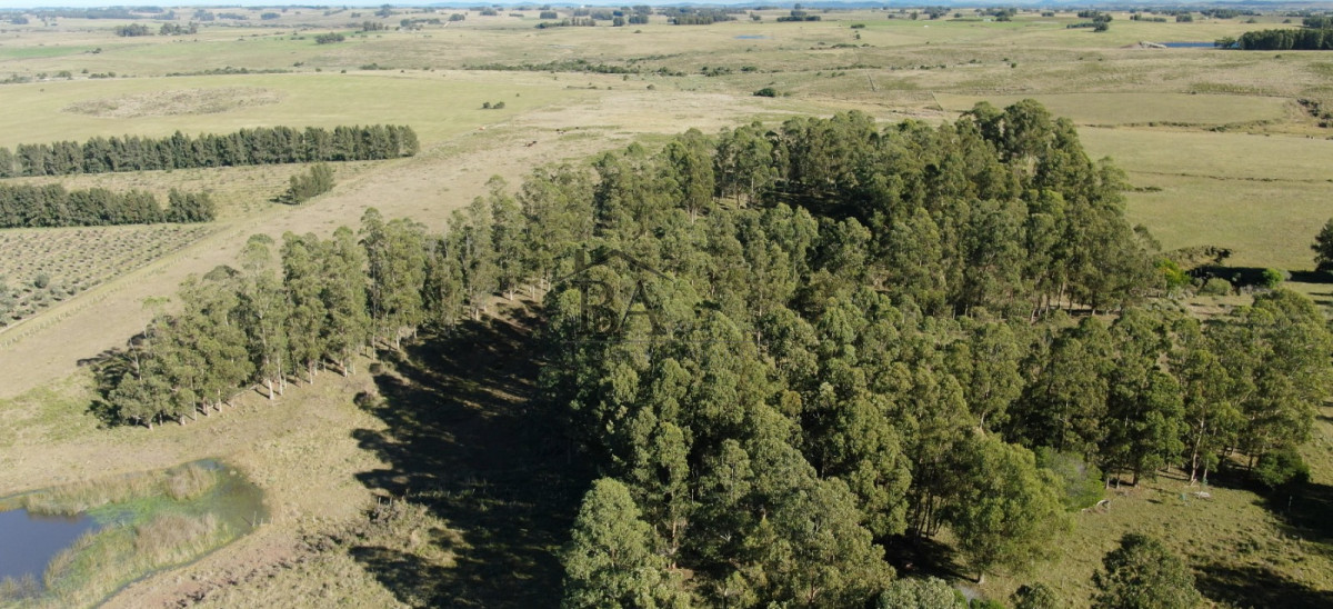 Campo Ref.4 - Campo en Venta de 31 Hectáreas Próximo a Garzón y José Ignacio   