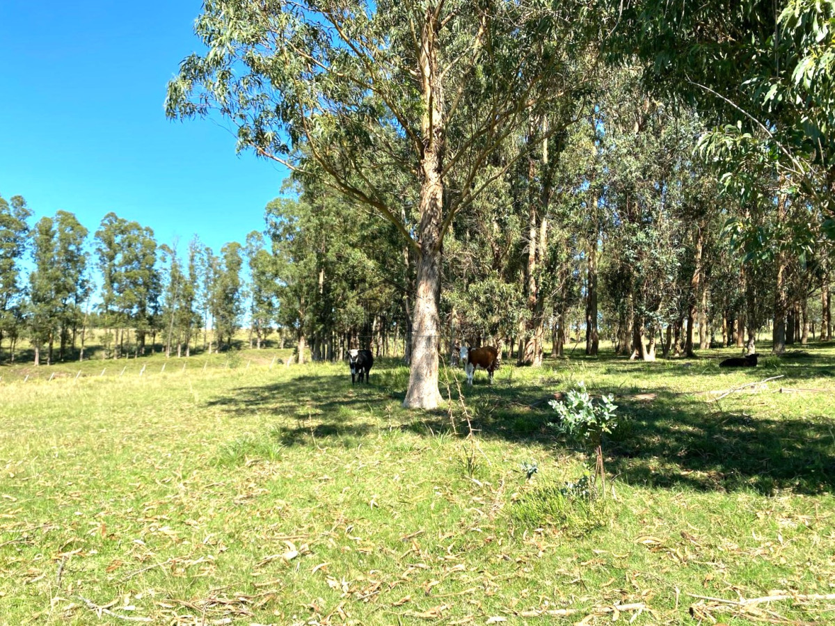 Campo Ref.4 - Campo en Venta de 31 Hectáreas Próximo a Garzón y José Ignacio   