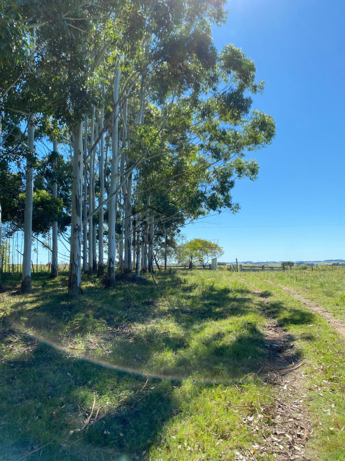Campo Ref.4 - Campo en Venta de 31 Hectáreas Próximo a Garzón y José Ignacio   