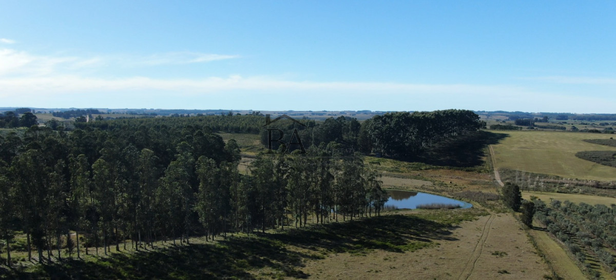 Campo Ref.4 - Campo en Venta de 31 Hectáreas Próximo a Garzón y José Ignacio   