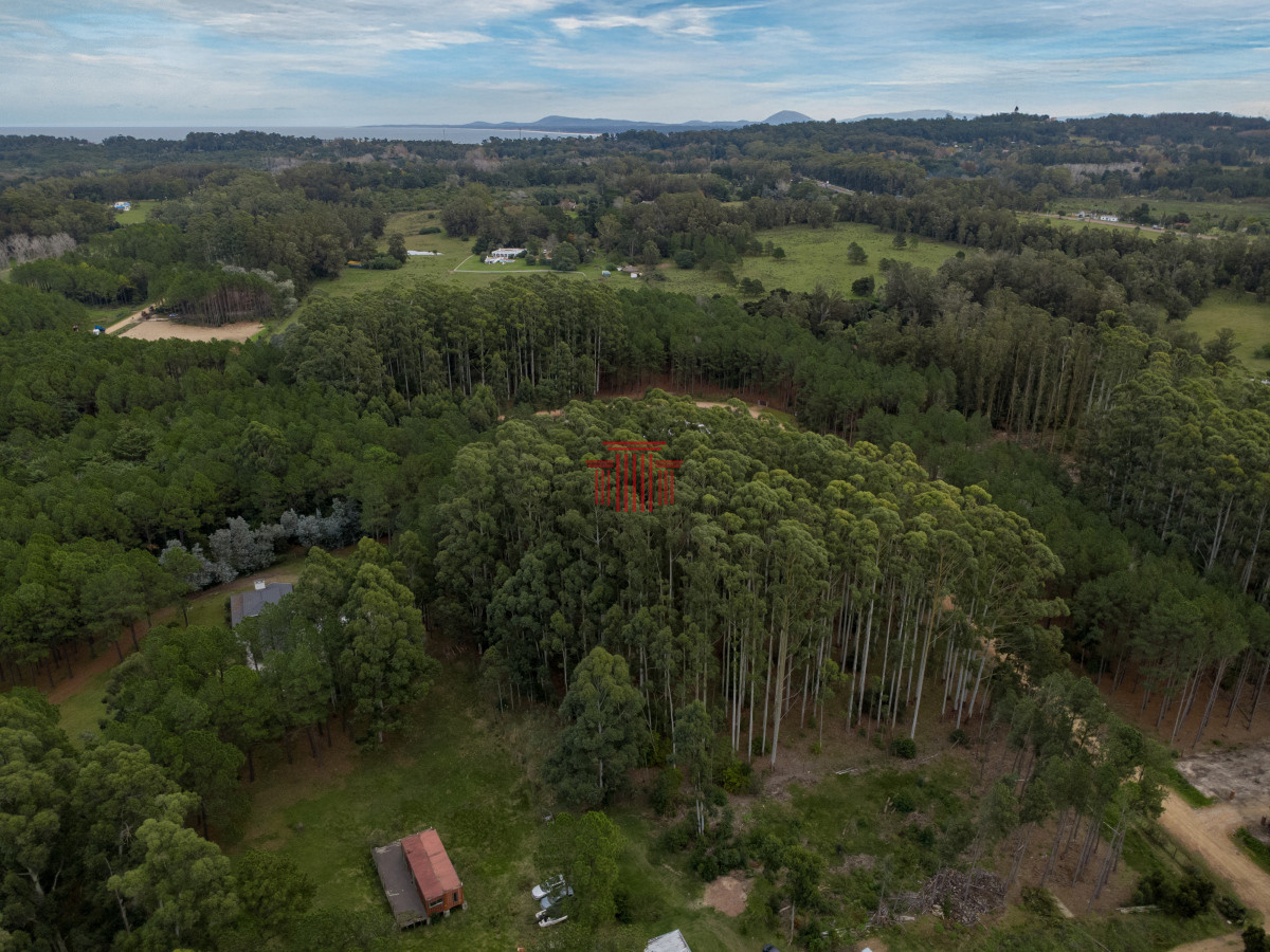 Terreno ID.14021 - Muy Buen lote totalmente forestado