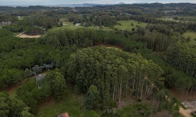 Muy Buen lote totalmente forestado