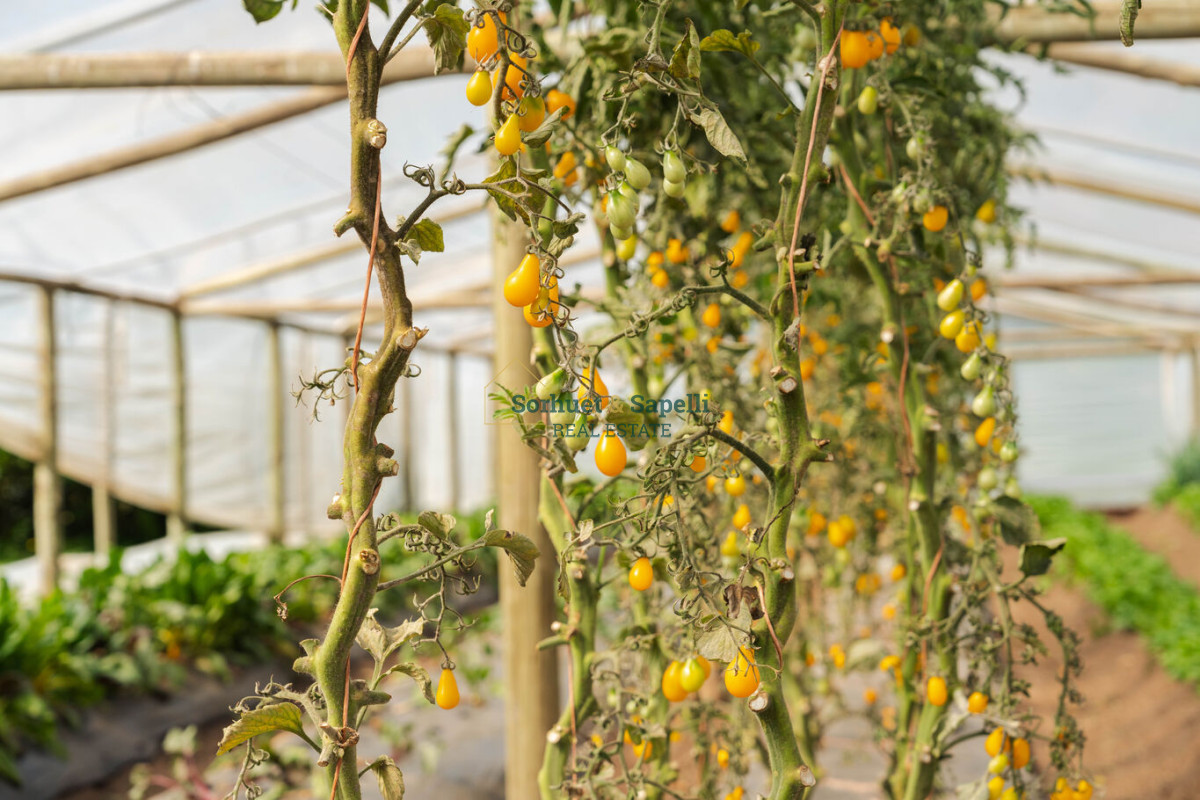 Venta-Terreno-en-Lomas-de-San-Vicente,-Punta-del-Este