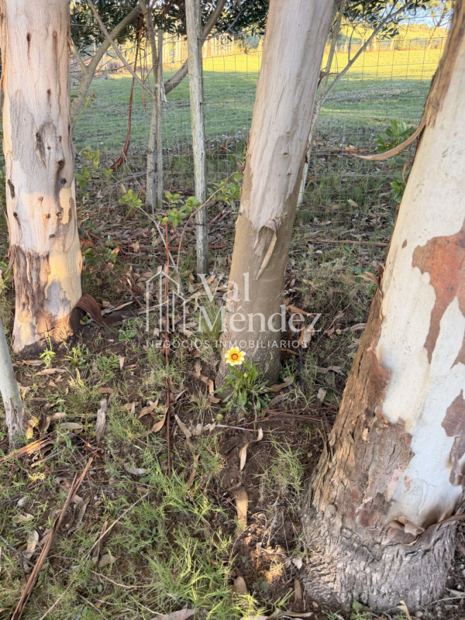 Chacra ID.3872 - CHACRA EN VENTA, ENTRE MALDONADO Y MINAS