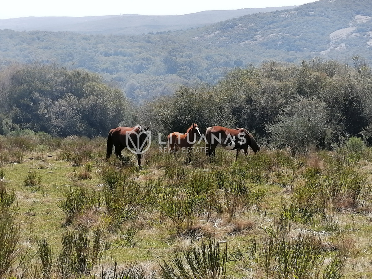 Chacra ID.102 - Campo cercano a Pueblo Edén, ideal para fraccionar. 122 hás - Precio x há