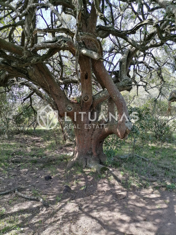 Chacra ID.102 - Campo cercano a Pueblo Edén, ideal para fraccionar. 122 hás - Precio x há