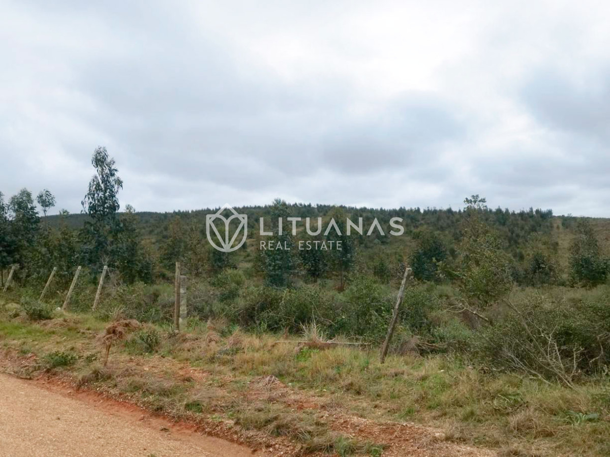 Campo Ref.194 - 72 hectáreas en Rocha | Tierra productiva con doble potencial