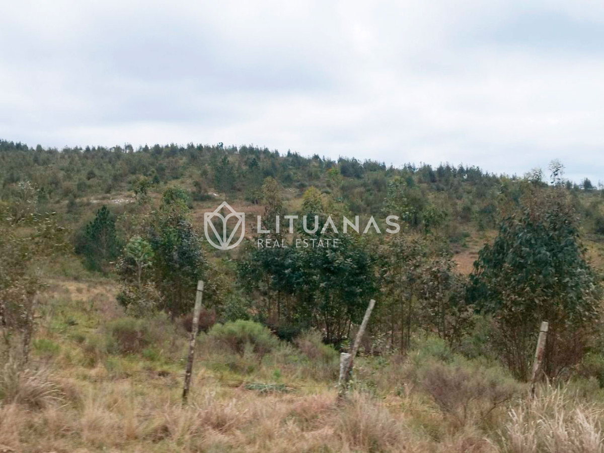 Campo Ref.194 - 72 hectáreas en Rocha | Tierra productiva con doble potencial