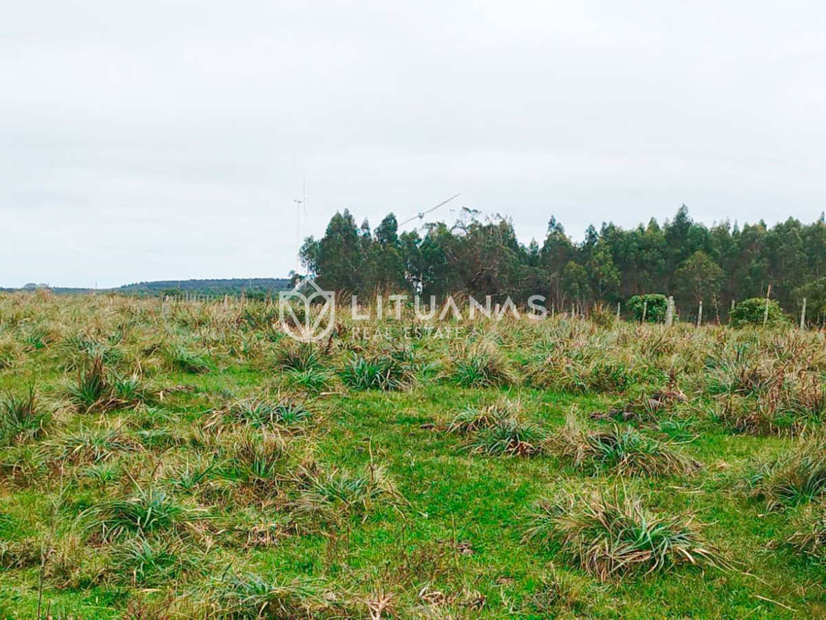 Campo Ref.192 - Rocha | 235 hectáreas con potencial forestal y ganadero