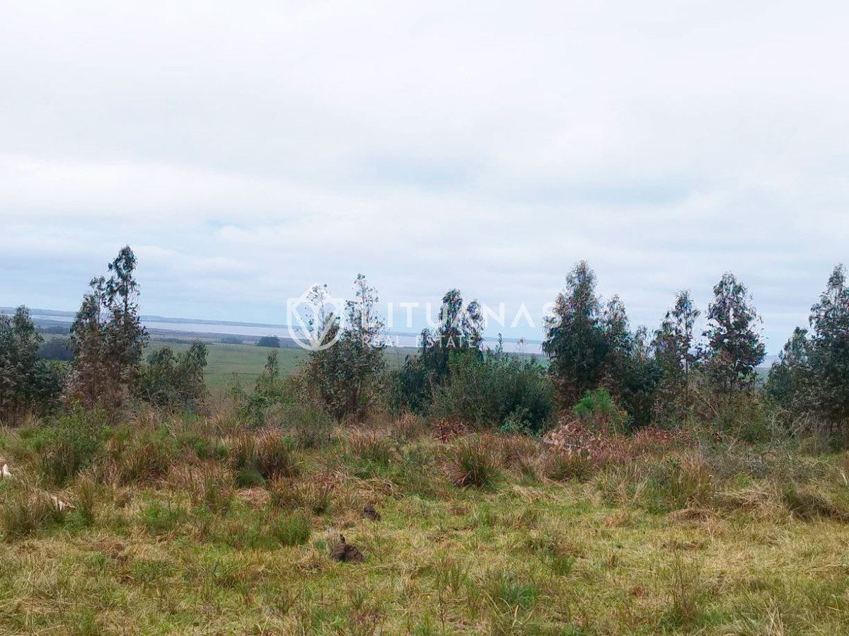 Campo Ref.194 - 72 hectáreas en Rocha | Tierra productiva con doble potencial