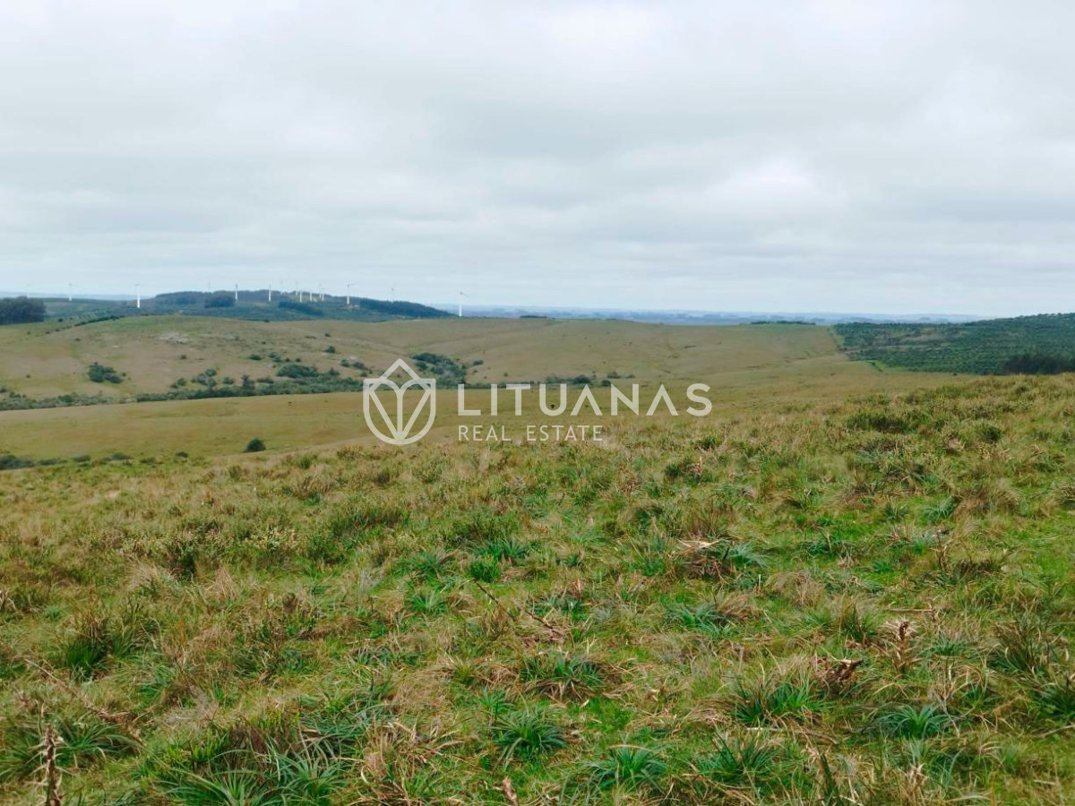 Campo Ref.192 - Rocha | 235 hectáreas con potencial forestal y ganadero