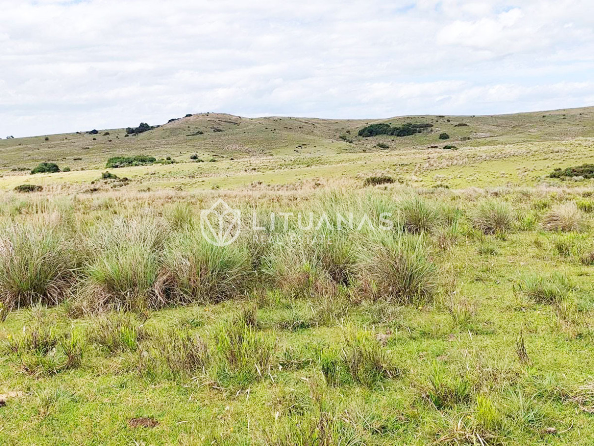 Campo Ref.189 - 295 Hectáreas Campo Forestal Ganadero Oportunidad de inversión en una zona de alto potencial