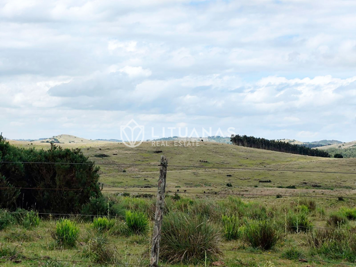 Campo Ref.189 - 295 Hectáreas Campo Forestal Ganadero Oportunidad de inversión en una zona de alto potencial