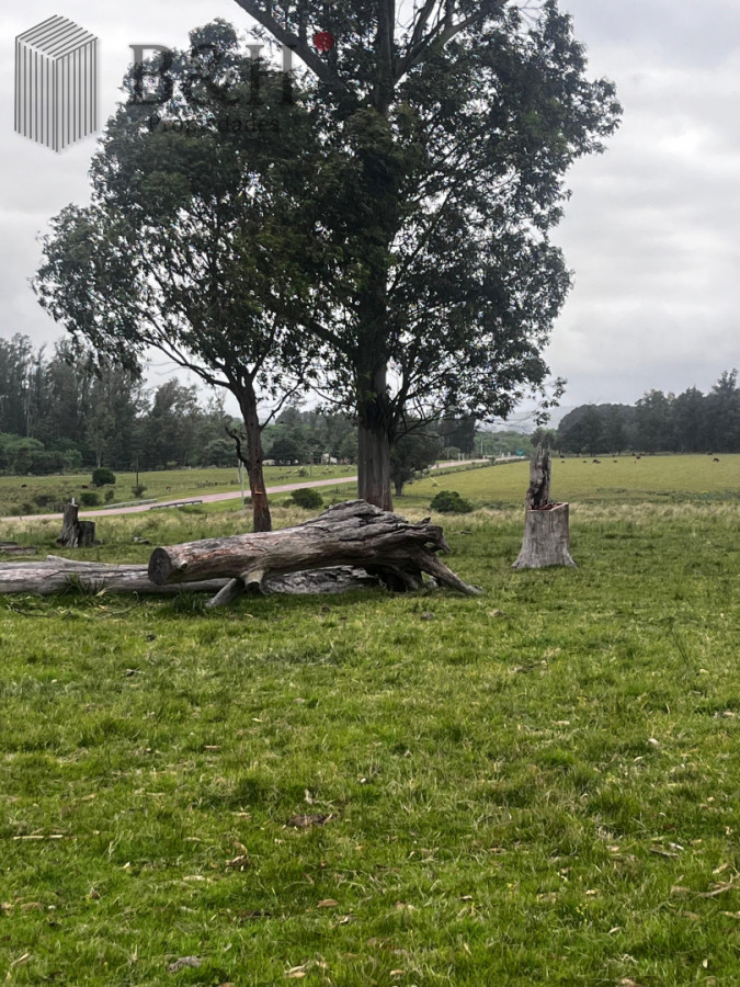 Campo Ref.6498 - Campo 110 hectáreas en Aiguá