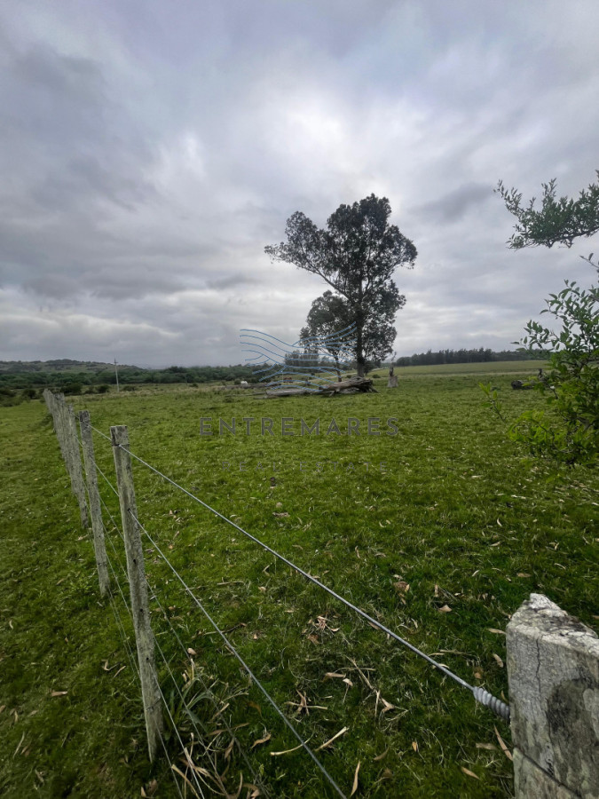 Campo Ref.461 - Campo 110 hectáreas en Aiguá