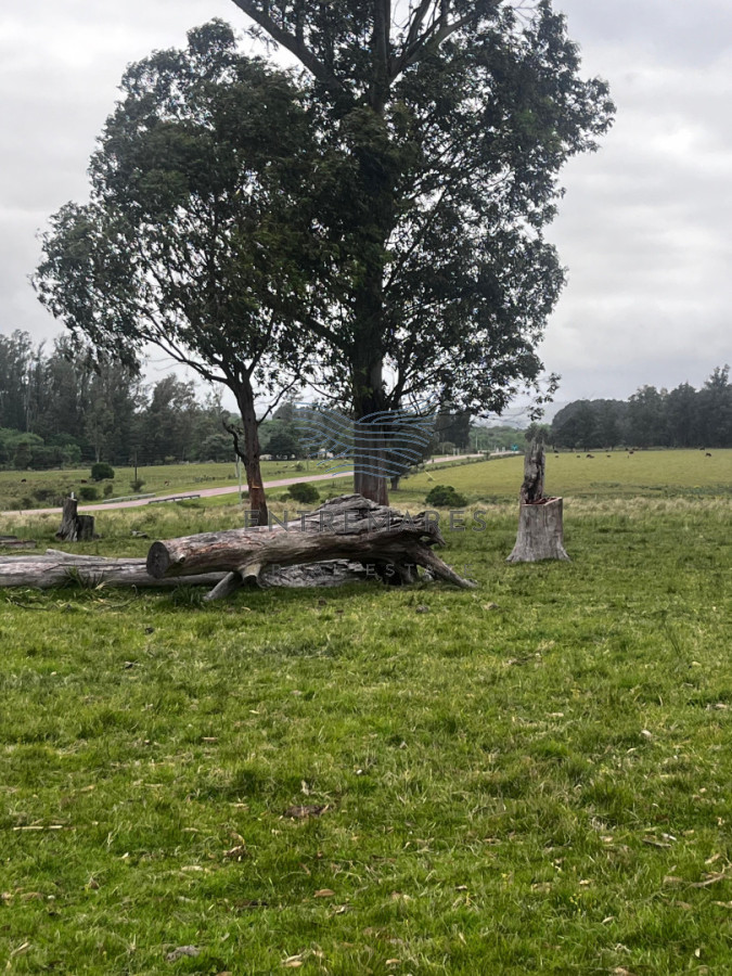 Campo Ref.461 - Campo 110 hectáreas en Aiguá