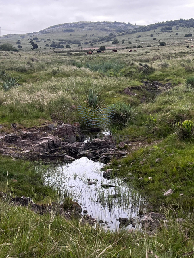 Campo Ref.461 - Campo 110 hectáreas en Aiguá