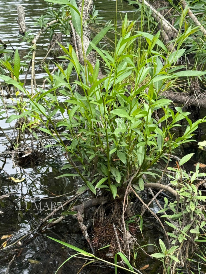 Chacra ID.2967 - Insuperable!!!  chacra 33 hás con  costa al arroyo Aiguá