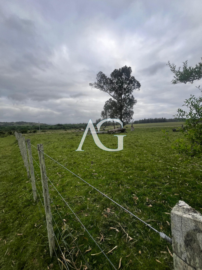 Campo Ref.333 - Campo 110 hectáreas en Aiguá