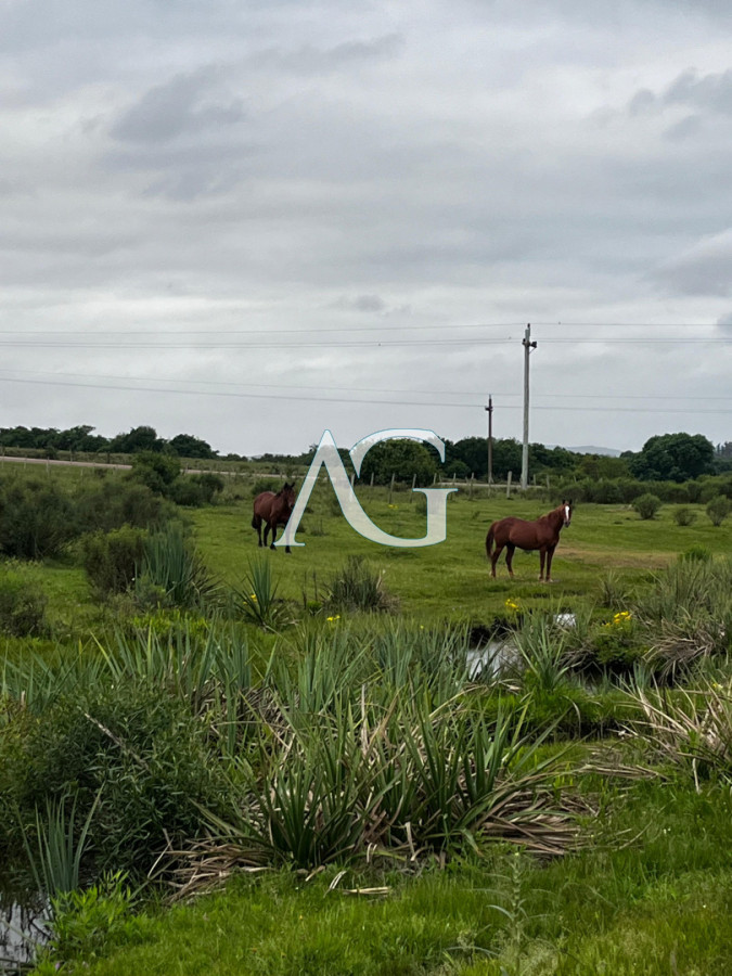 Campo Ref.333 - Campo 110 hectáreas en Aiguá