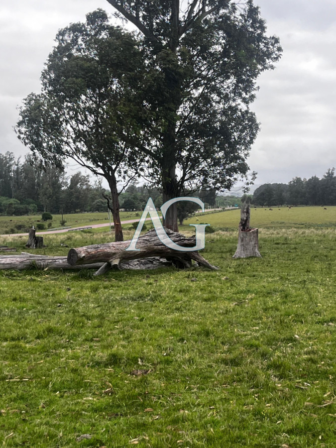 Campo Ref.333 - Campo 110 hectáreas en Aiguá