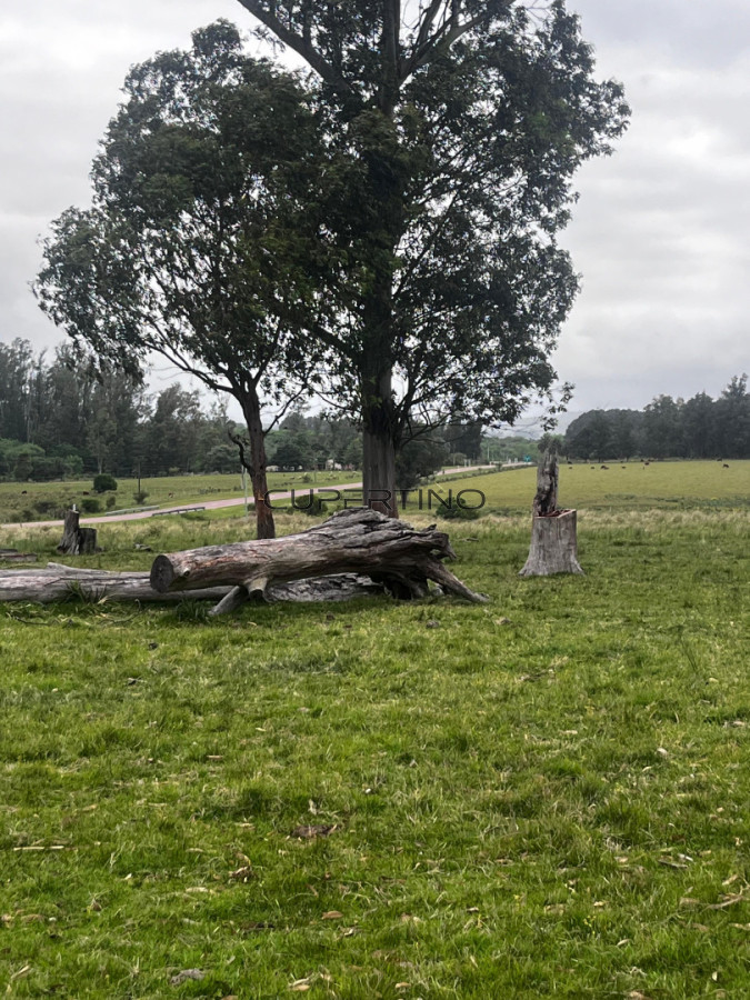 Campo en Aiguá, — foto 2