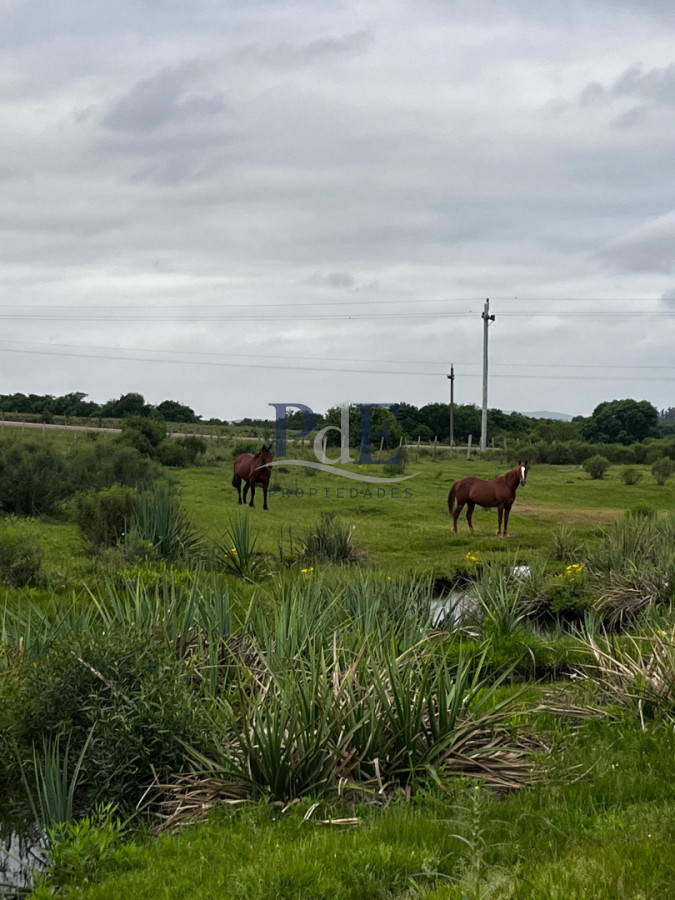 Campo 110 hectáreas en Aiguá | Maldonado - Imagen 10