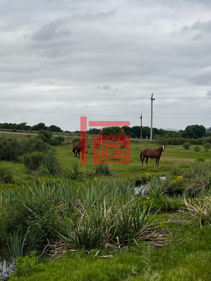 Campo Ref.12 - Campo 110 hectáreas en Aiguá
