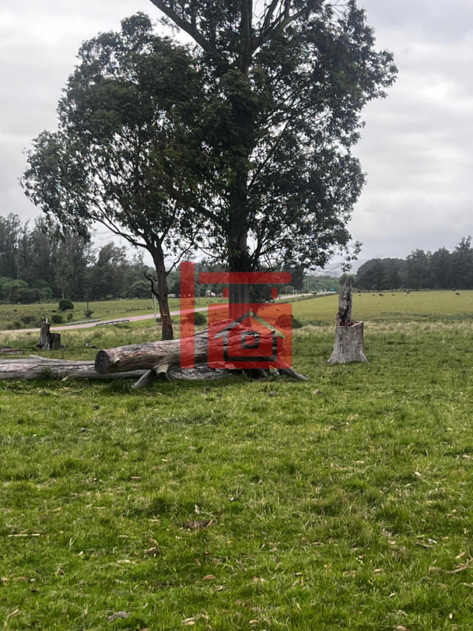 Campo Ref.12 - Campo 110 hectáreas en Aiguá