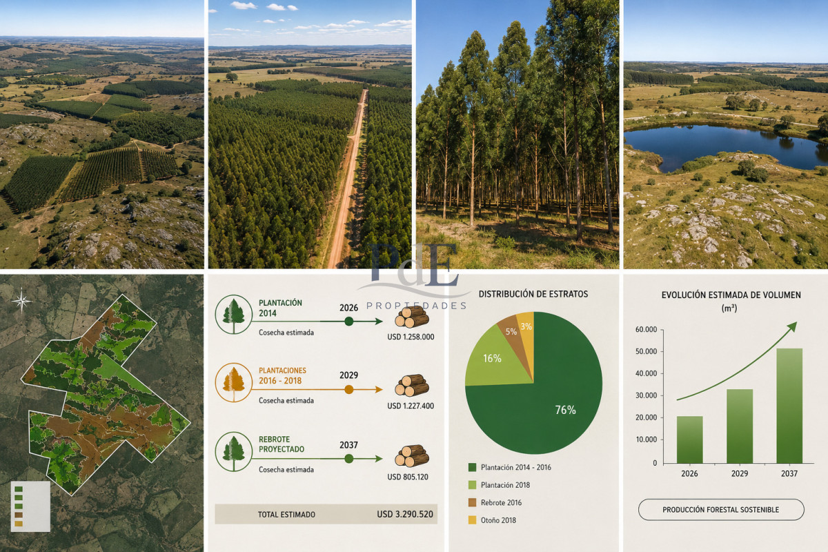 Campo forestal 1.668 ha en Mariscala, Lavalleja | 386 ha forestadas | Inversión productiva - Imagen 6