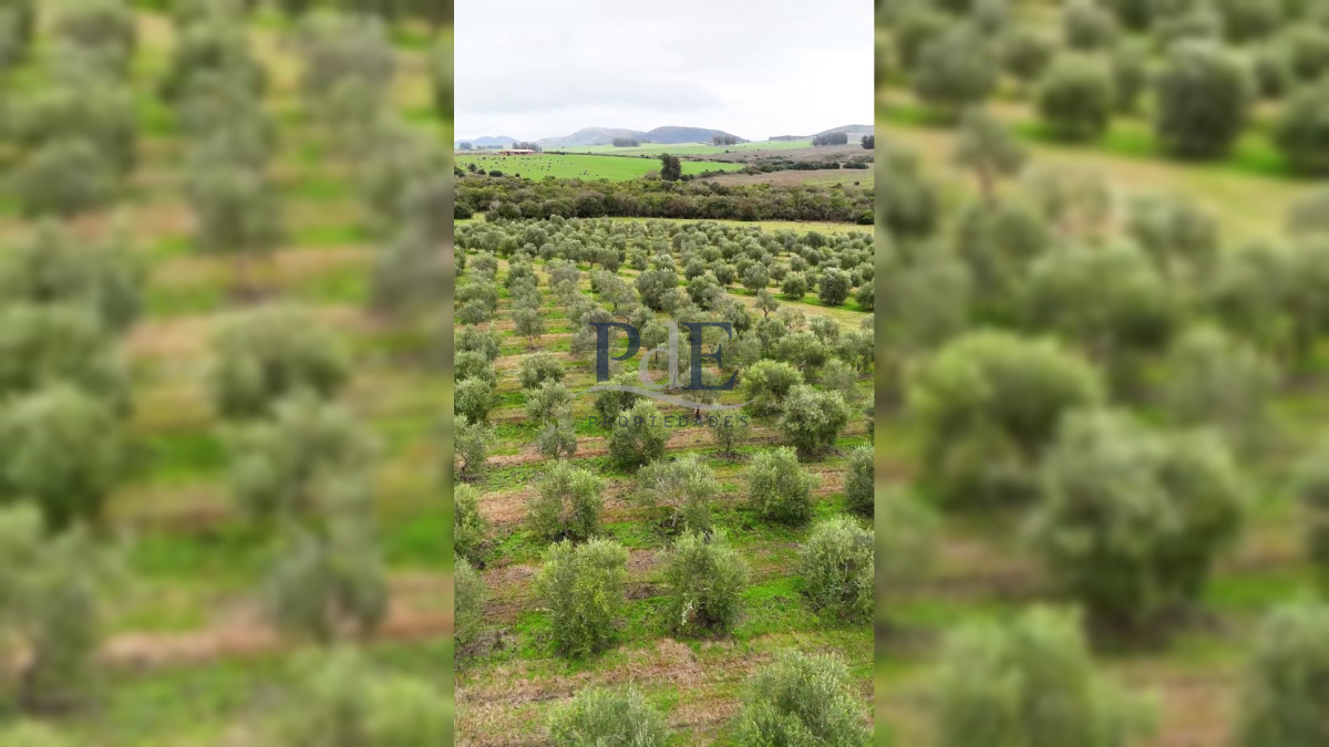 Campo en venta | Olivares en producción y renta eólica | A 55 km de Punta del Este - Imagen 1