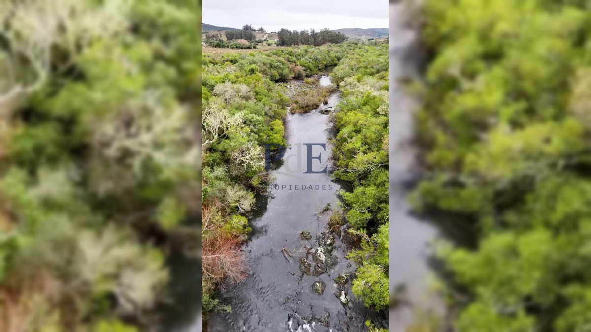 Campo en venta | Olivares en producción y renta eólica | A 55 km de Punta del Este - Imagen 10