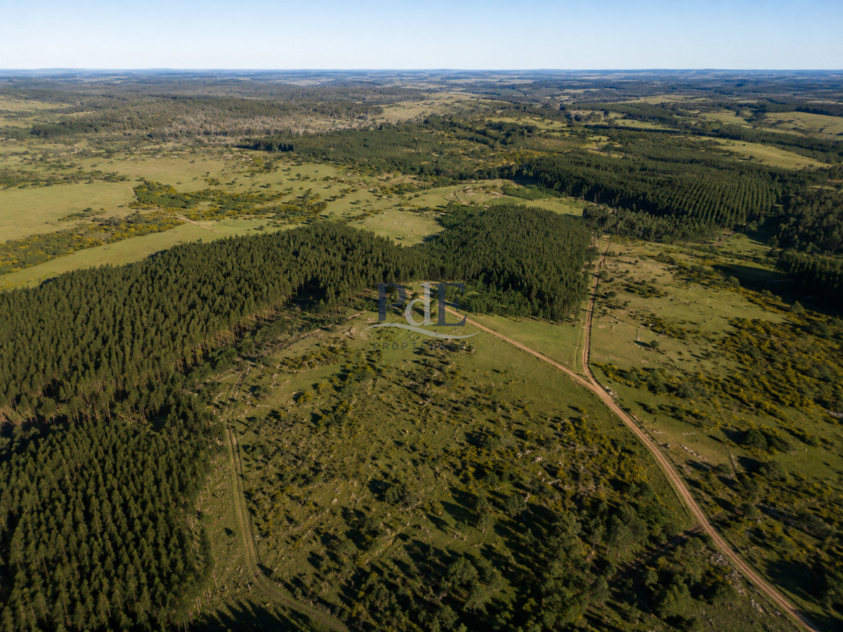 Campo forestal 1.668 ha en Mariscala, Lavalleja | 386 ha forestadas | Inversión productiva