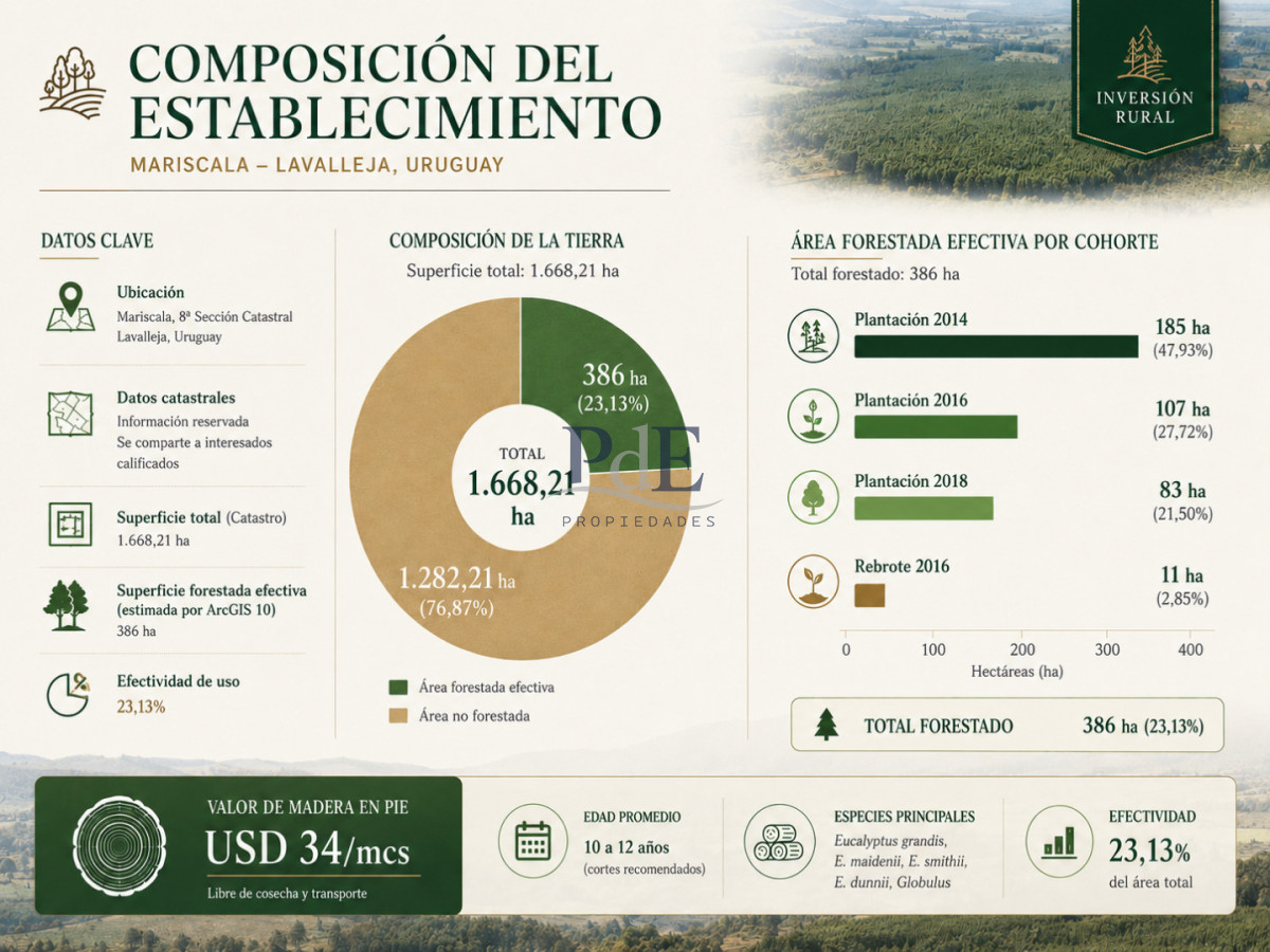 Campo forestal 1.668 ha en Mariscala, Lavalleja | 386 ha forestadas | Inversión productiva - Imagen 2