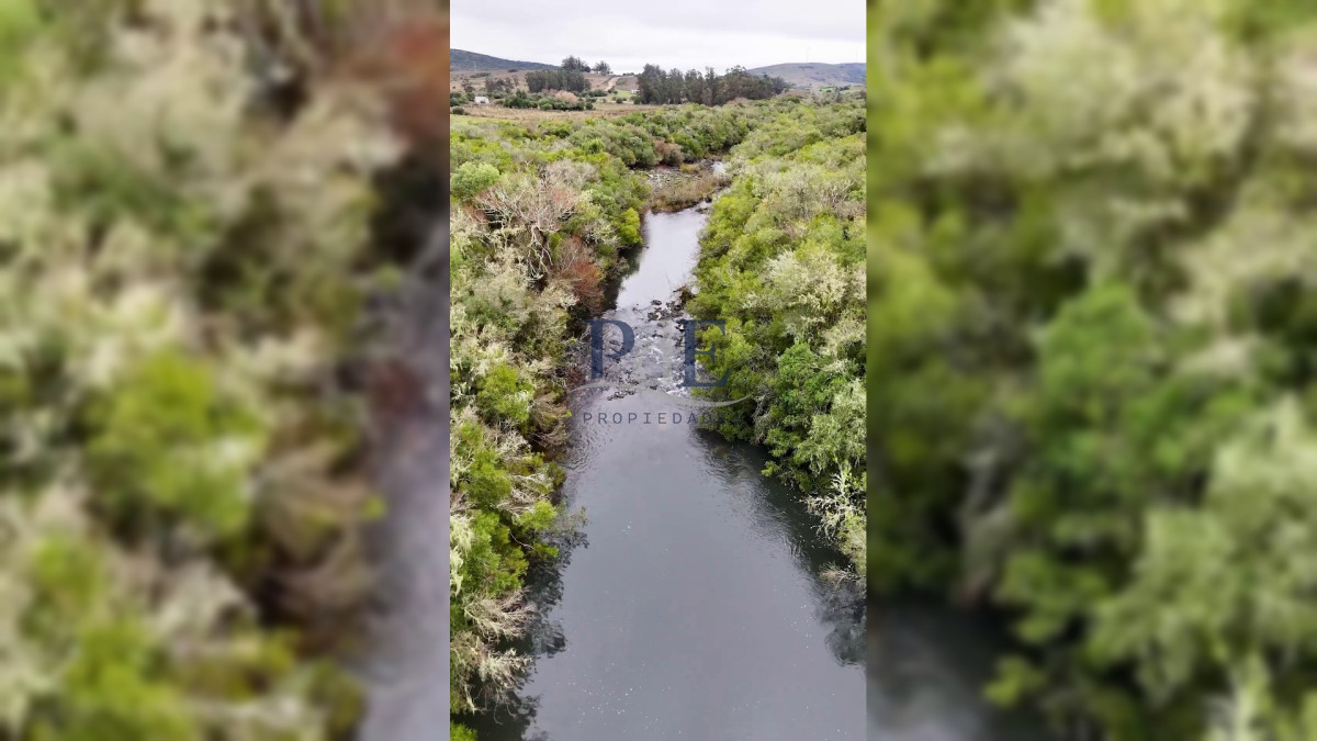 Campo en venta | Olivares en producción y renta eólica | A 55 km de Punta del Este - Imagen 9