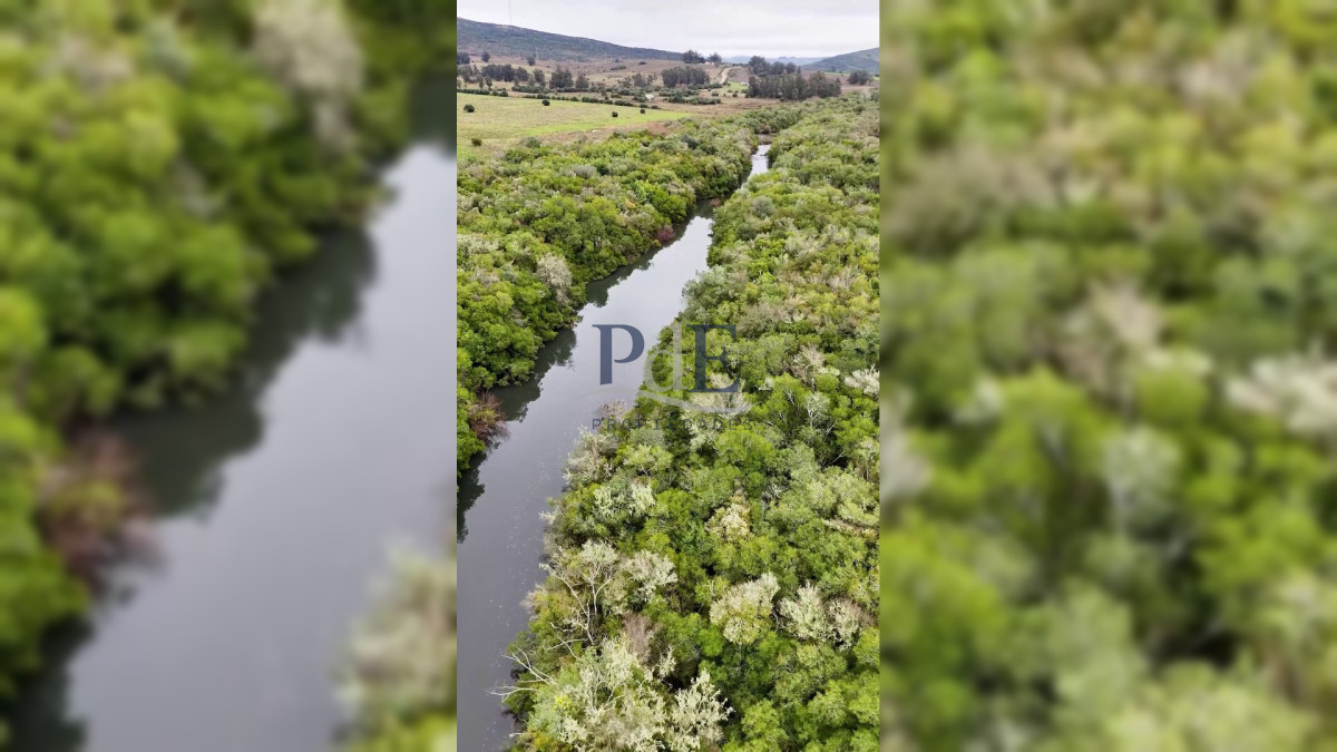 Campo en venta | Olivares en producción y renta eólica | A 55 km de Punta del Este - Imagen 11