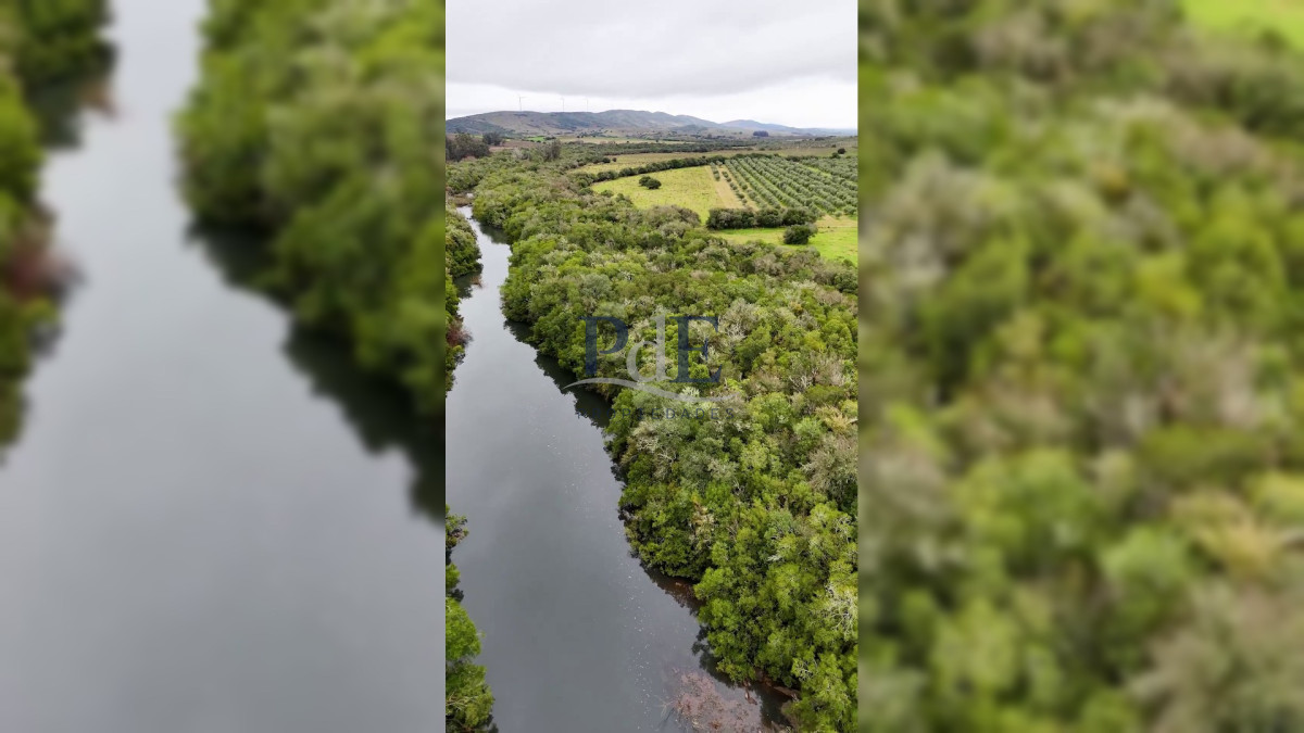 Campo en venta | Olivares en producción y renta eólica | A 55 km de Punta del Este - Imagen 12