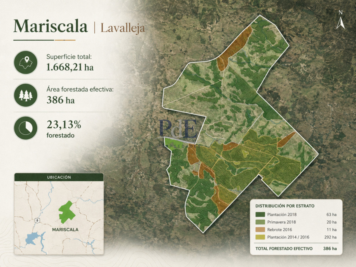 Campo forestal 1.668 ha en Mariscala, Lavalleja | 386 ha forestadas | Inversión productiva - Imagen 4