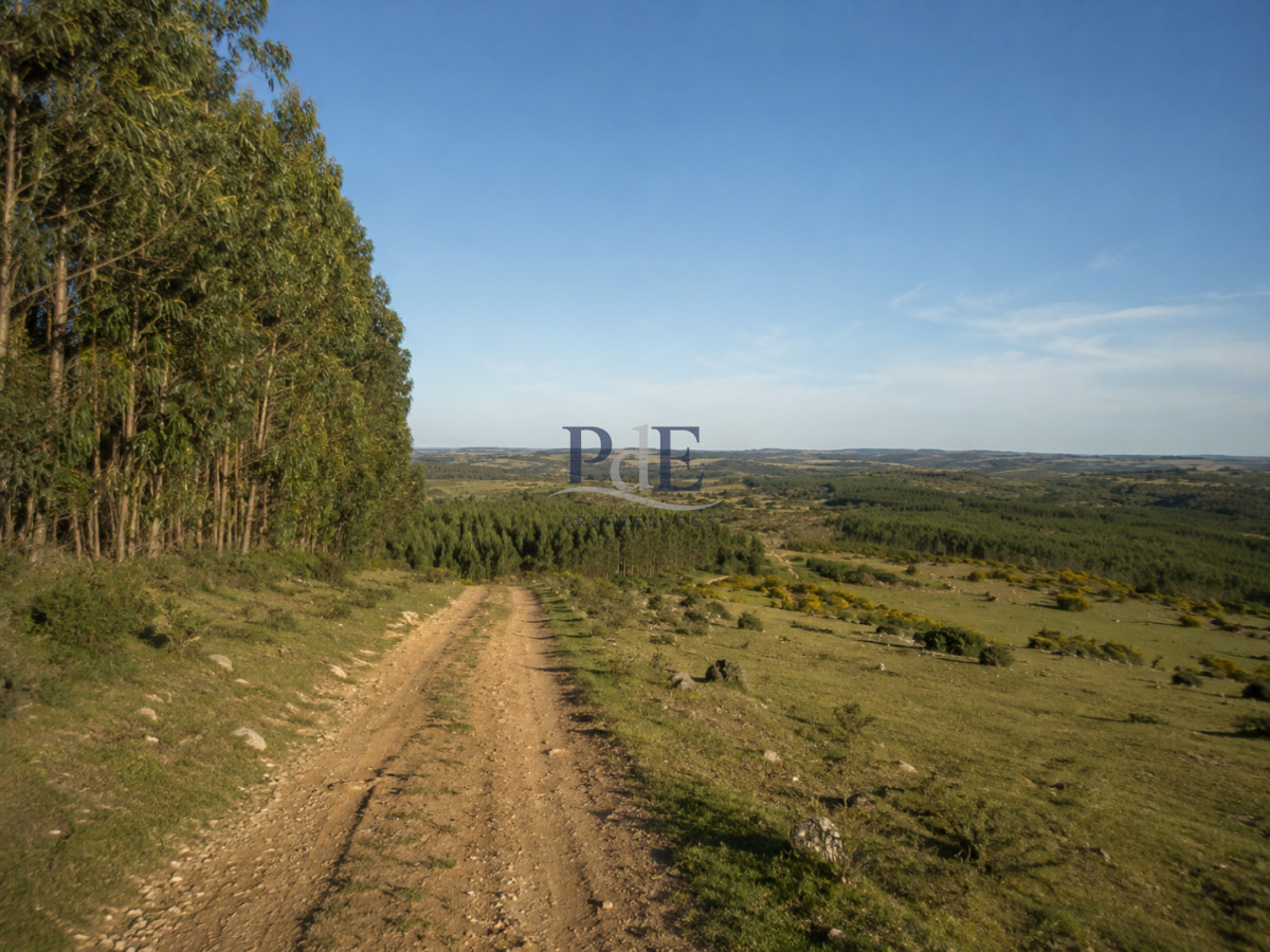 Campo forestal 1.668 ha en Mariscala, Lavalleja | 386 ha forestadas | Inversión productiva - Imagen 1