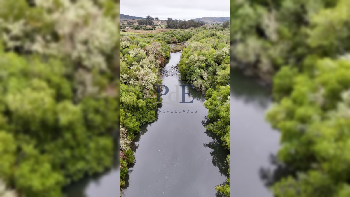 Campo en venta | Olivares en producción y renta eólica | A 55 km de Punta del Este - Imagen 8