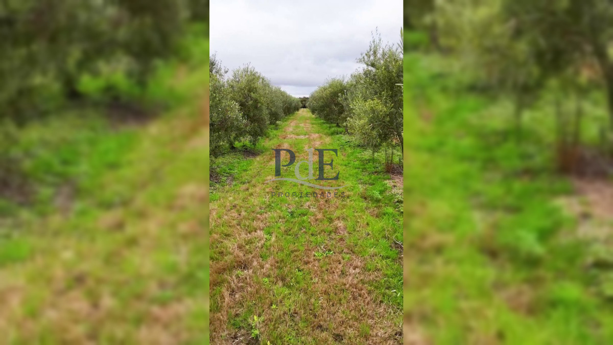 Campo en venta | Olivares en producción y renta eólica | A 55 km de Punta del Este - Imagen 4