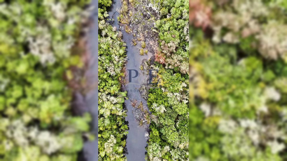 Campo en venta | Olivares en producción y renta eólica | A 55 km de Punta del Este - Imagen 6