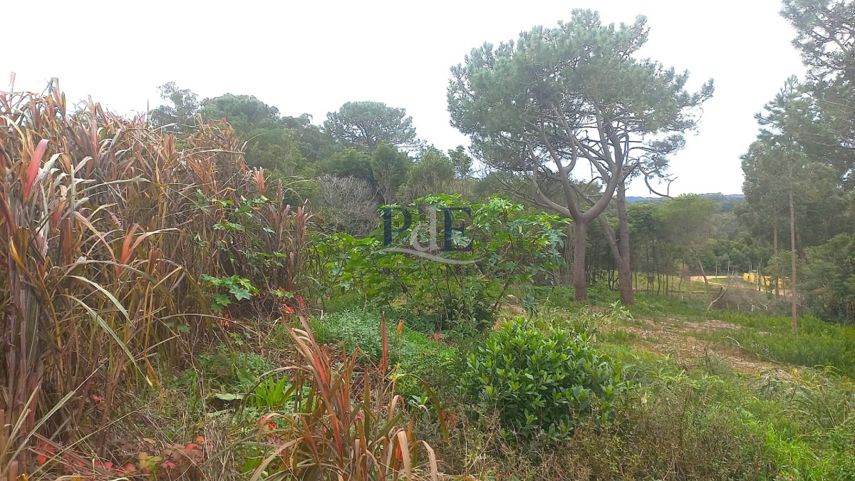 Terreno en venta en Punta Ballena!! - Imagen 2