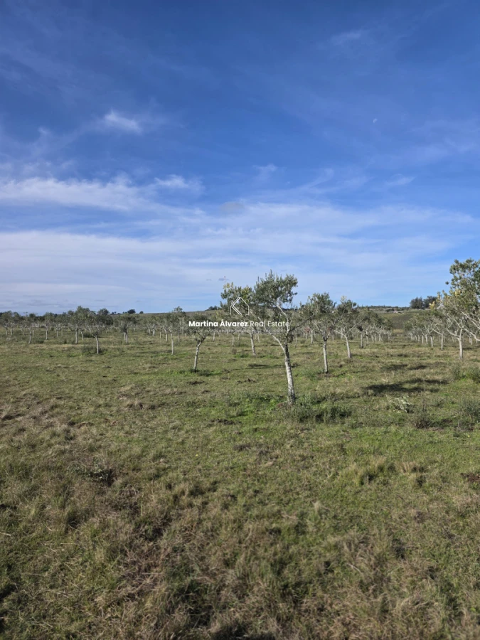Chacra ID.21098967 - OPORTUNIDAD Chacra de 20 hectáreas con olivares en producción – Pan de Azúcar