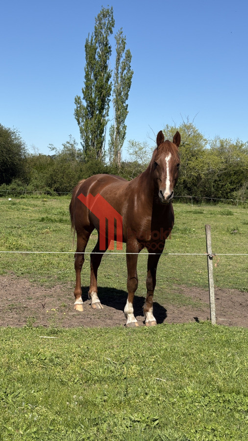 Chacra ID.44 - VENTA | Campo en Los Cerrillos con 33 ha | IC 233