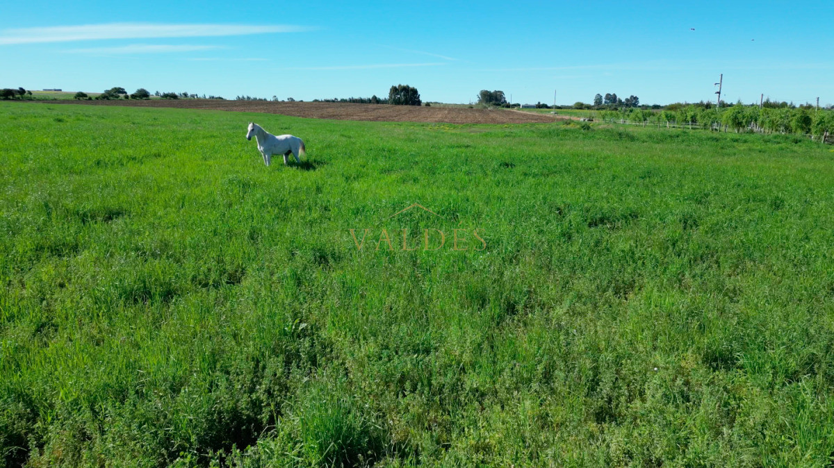 Chacra ID.5025 - VENTA | Campo en Los Cerrillos con 33 ha | IC 233