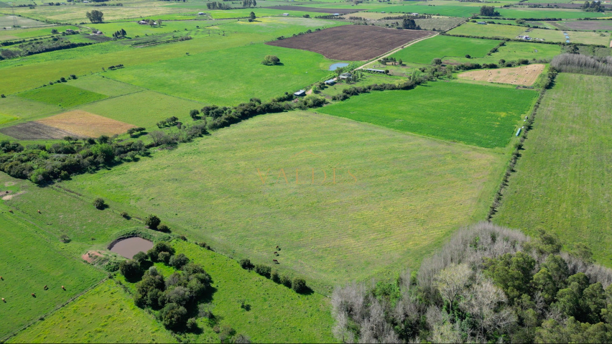 Chacra ID.5025 - VENTA | Campo en Los Cerrillos con 33 ha | IC 233