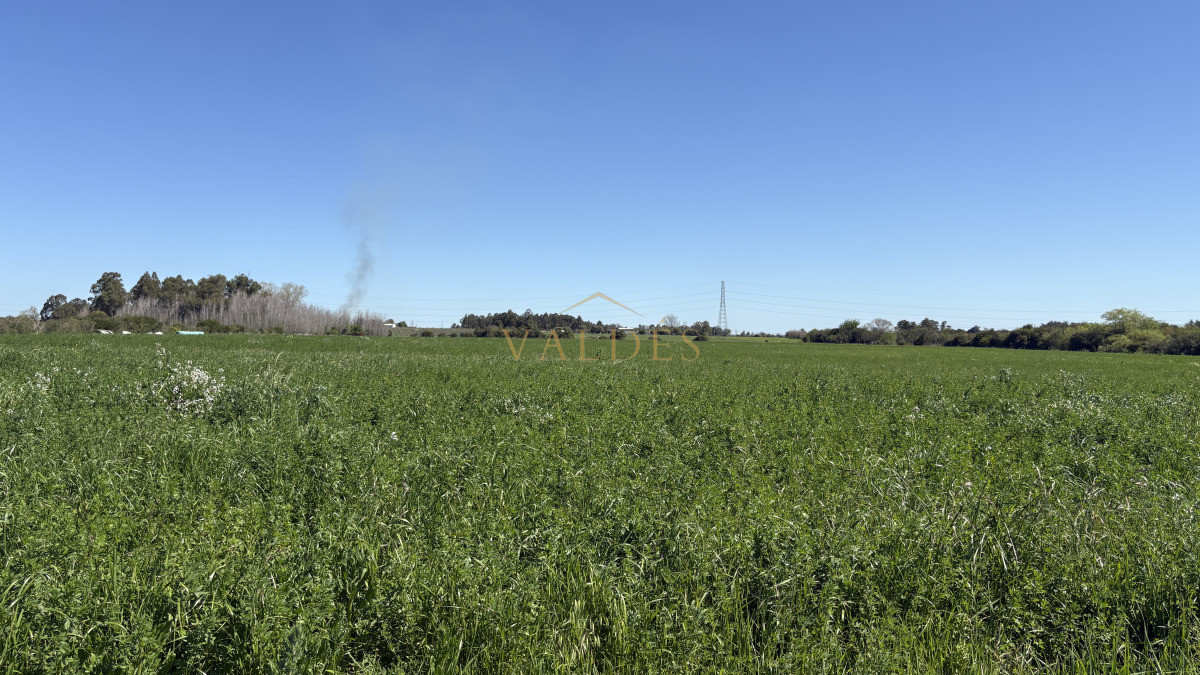 Chacra ID.5025 - VENTA | Campo en Los Cerrillos con 33 ha | IC 233