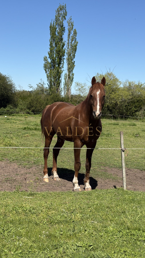 Chacra ID.5025 - VENTA | Campo en Los Cerrillos con 33 ha | IC 233