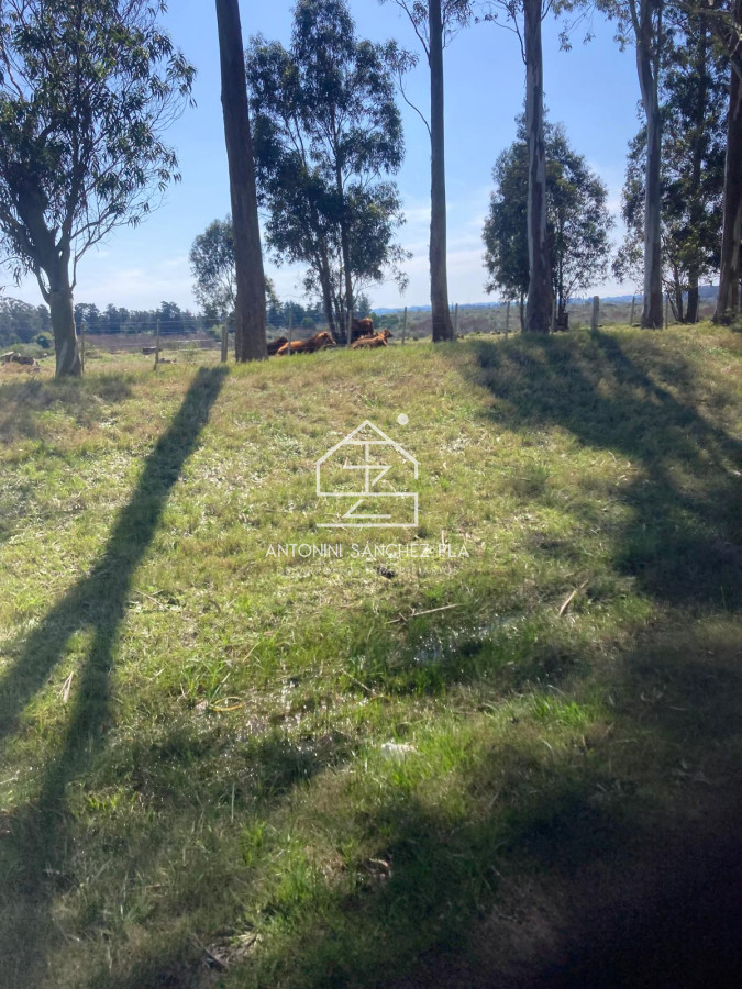 Campo Ref.4385 - Campo Cerro Aspero Rocha